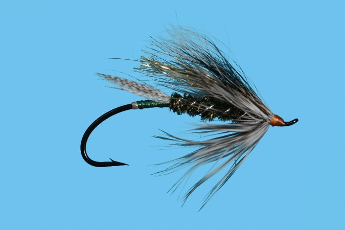 Bennet's Halo fly