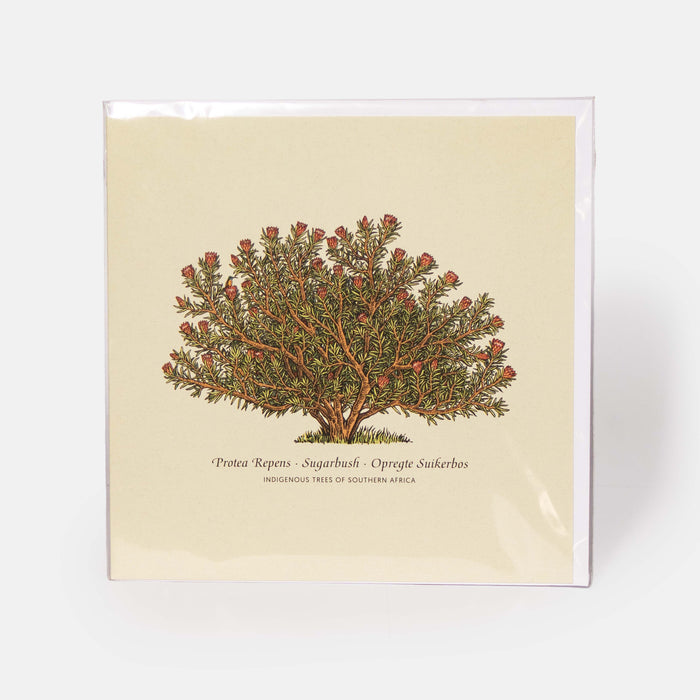 Greeting Card - Sugarbush