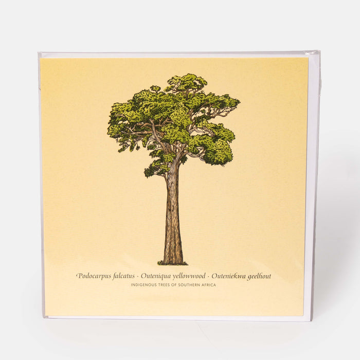 Greeting Card - Outeniqua Yellowwood