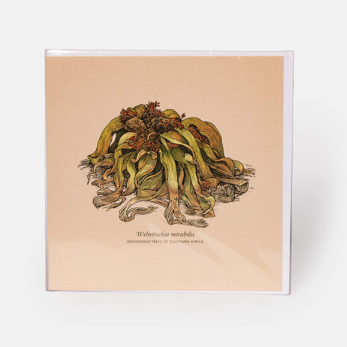Greeting Card - Welwitschia